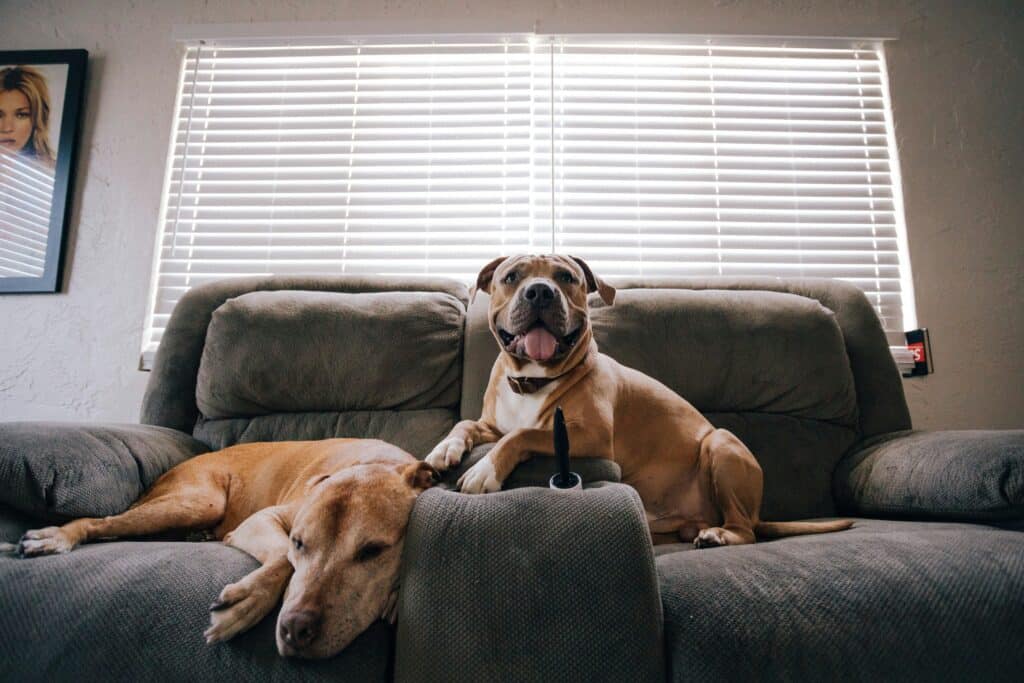 two medium size dogs sitting and resting on a couch. How to eliminate odors caused by pets.